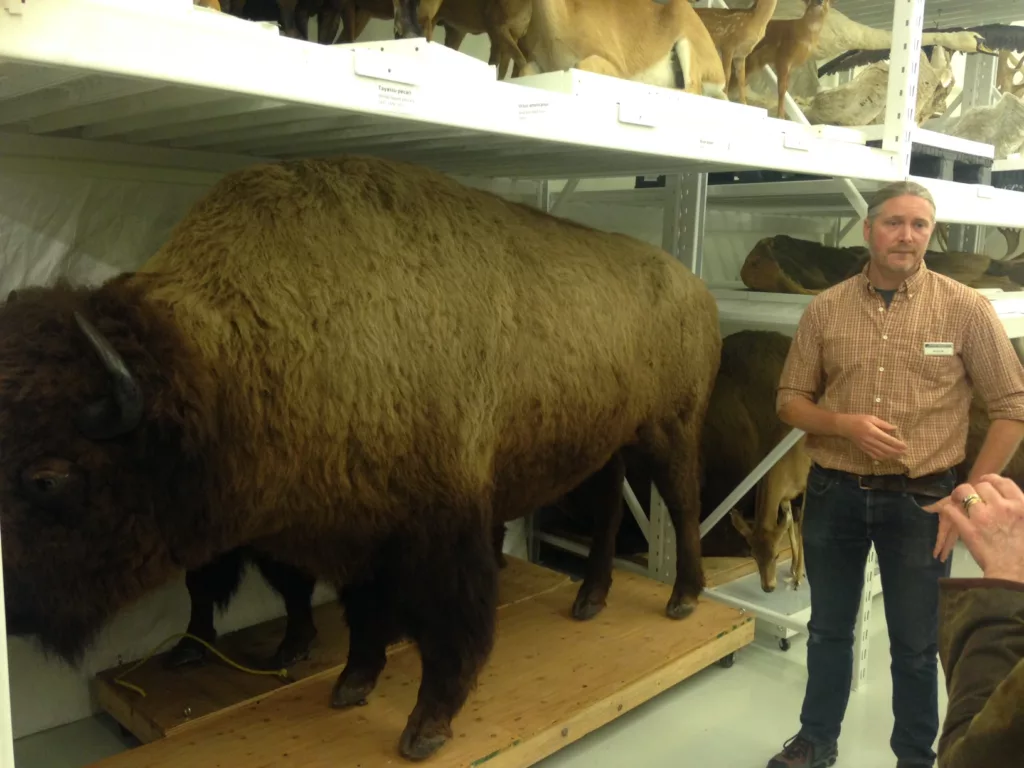 A curator stands next to a taxidermized bison.