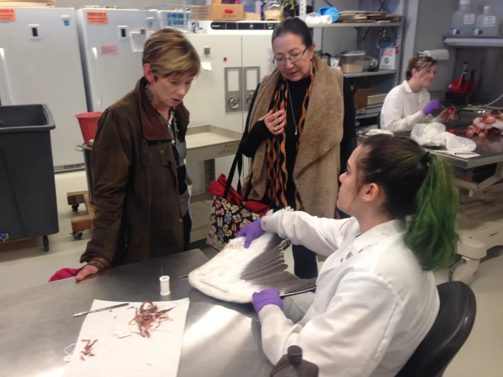 Breckenridge History staff examine a bird's wing being cared for at a collections facility.